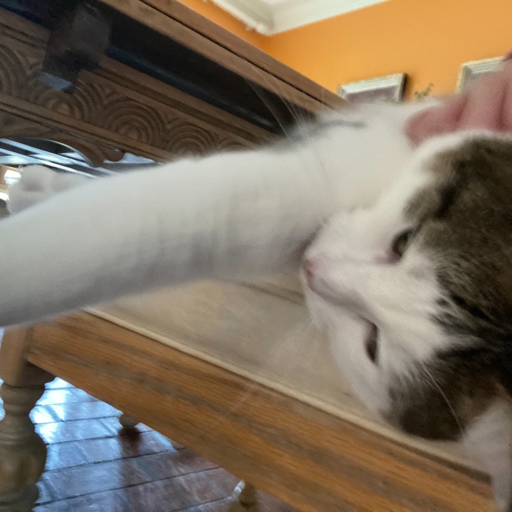 Meet your Posher, Amelia